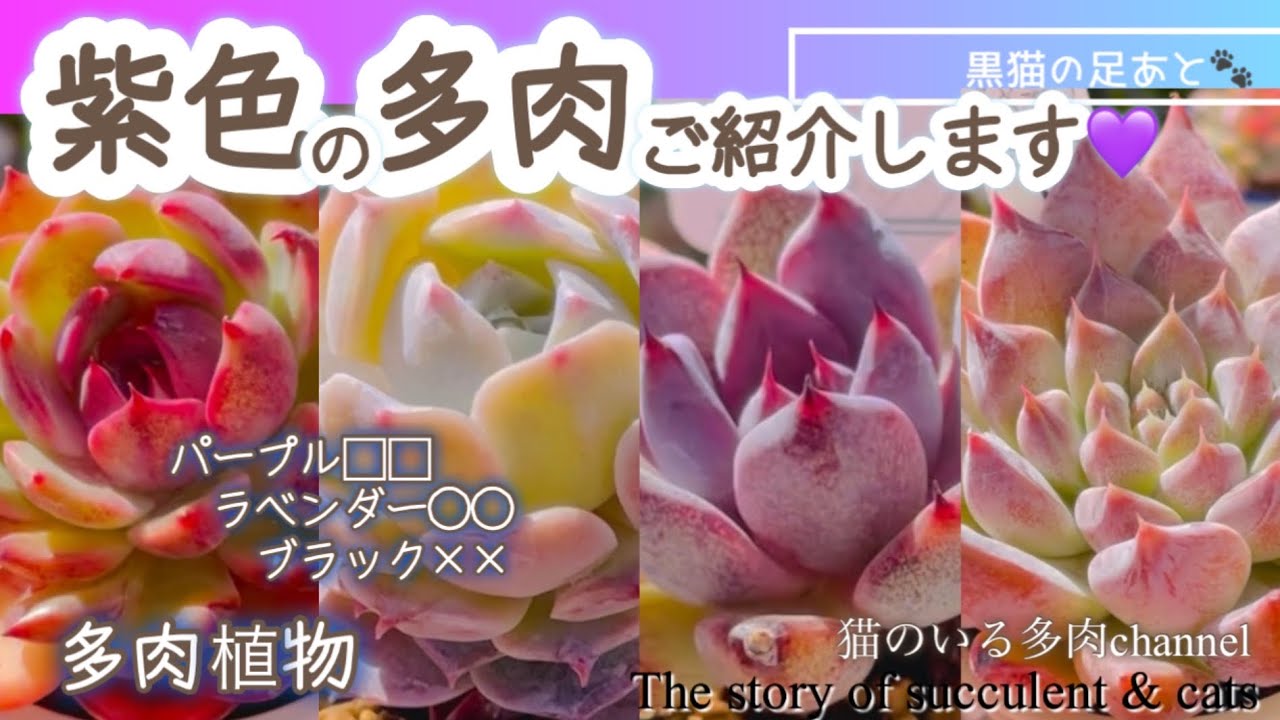 【紫色の多肉植物】ご紹介します💜Vol.231