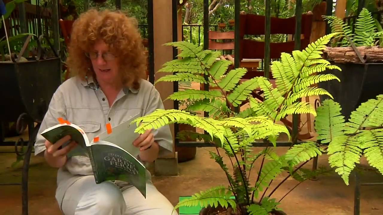 Fern Blog #2 6 Tree Ferns