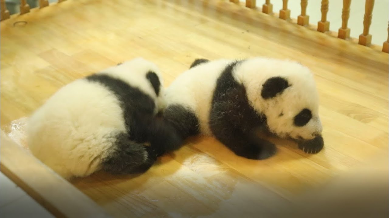 Who Is The Cutest Newborn Pandas?