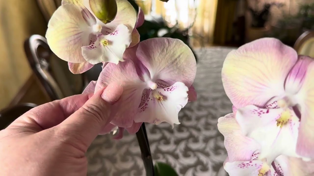 СРАВНИВАЕМ  Ph. Rainbow Unicorn 🦄🦄🦄, ДВА БИГ ЛИПА ИЗ МОЕЙ КОЛЛЕКЦИИ ОТ РАЗНЫХ САДОВНИКОВ 🌸🌸🌸