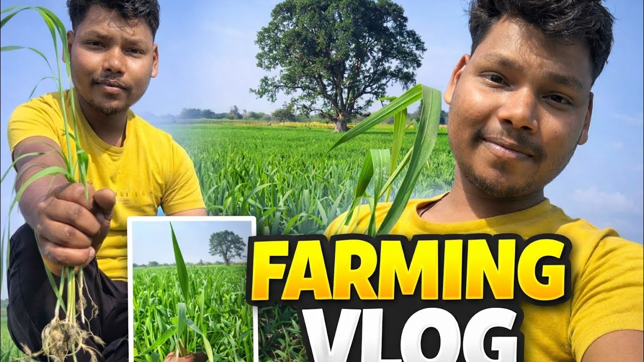 My first farming vlog.✅🌾|| काफी दिनों बाद गए अपने खेत। गेहूं की फसल देखने 🙂 