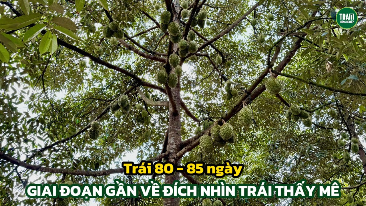 Sầu riêng 80 - 85 ngày gần về đích cần làm gì? | Trạm Nông Nghiệp