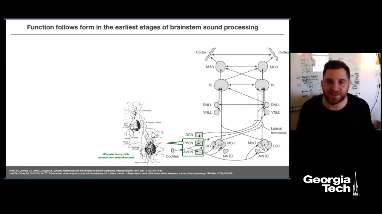 Neural coding of sound in the ascending and descending auditory pathways
