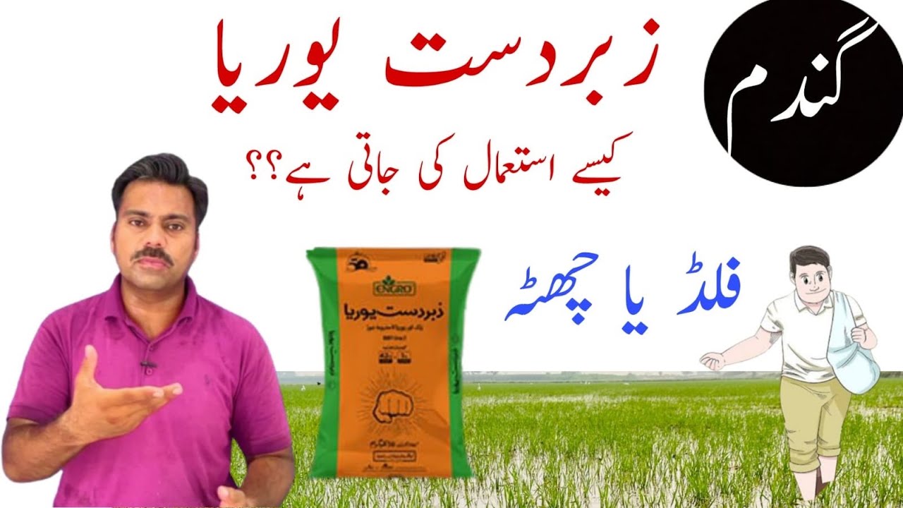How to use zabardast Urea fertilizer in wheat crop | Abid Ali Agrarian