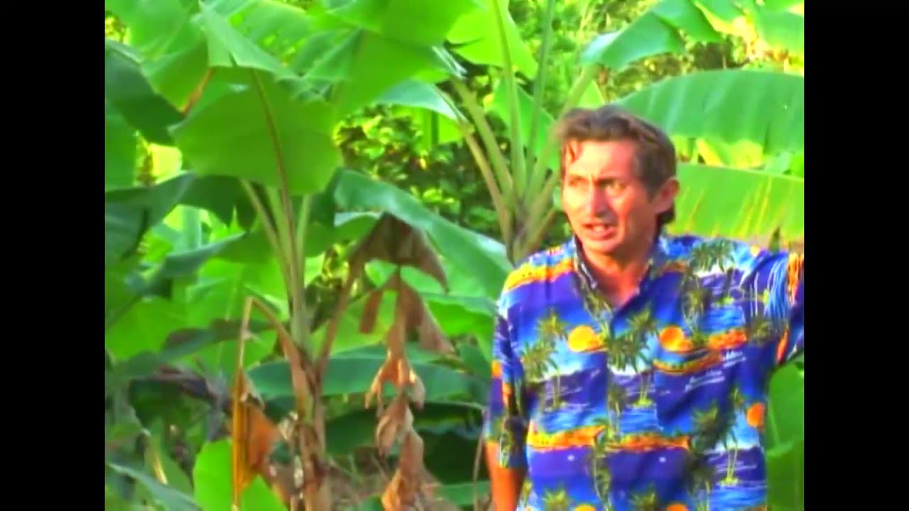 PATITO DE AMAZONAS.-Huayachita Dulce Caramelo