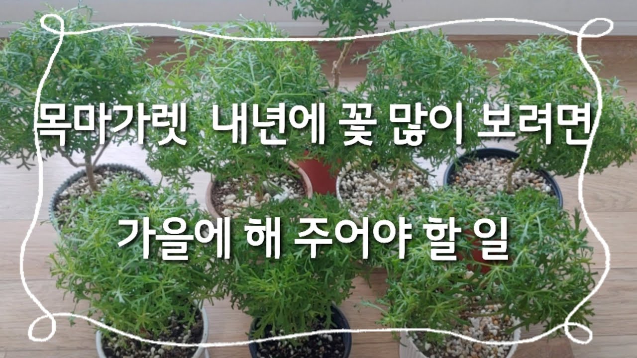 목마가렛/외목대만들기/가지치기/순따기/토피어리수형/(2022/10/23)
