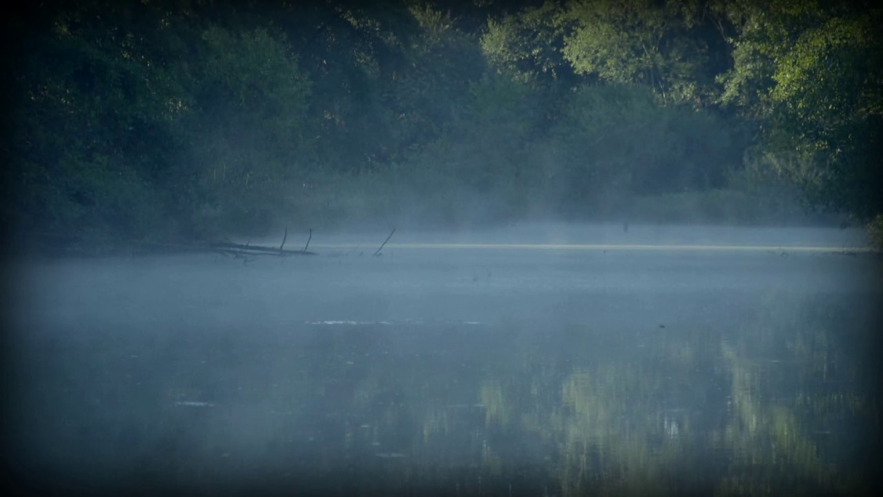 Nature Sounds: Misty Morning Forest Ambience with Birds Singing and Frogs Croaking