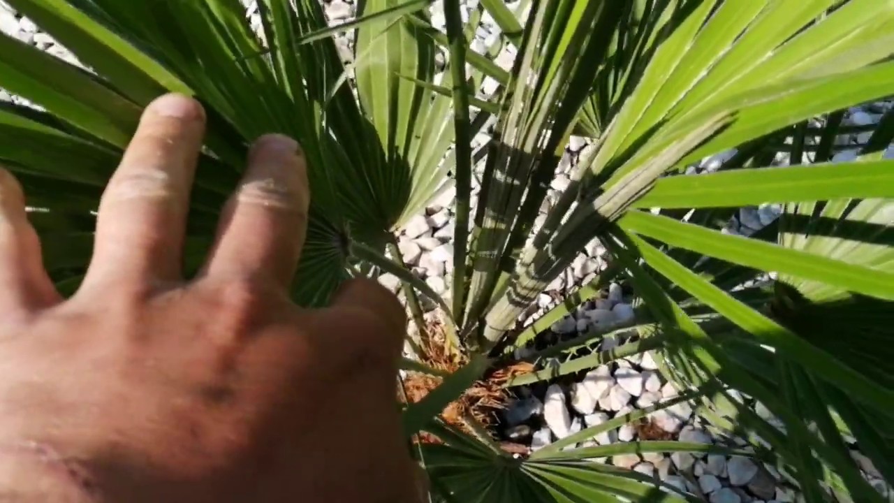 360#.Chamaerops Humilis -Karłatka 19.05.20