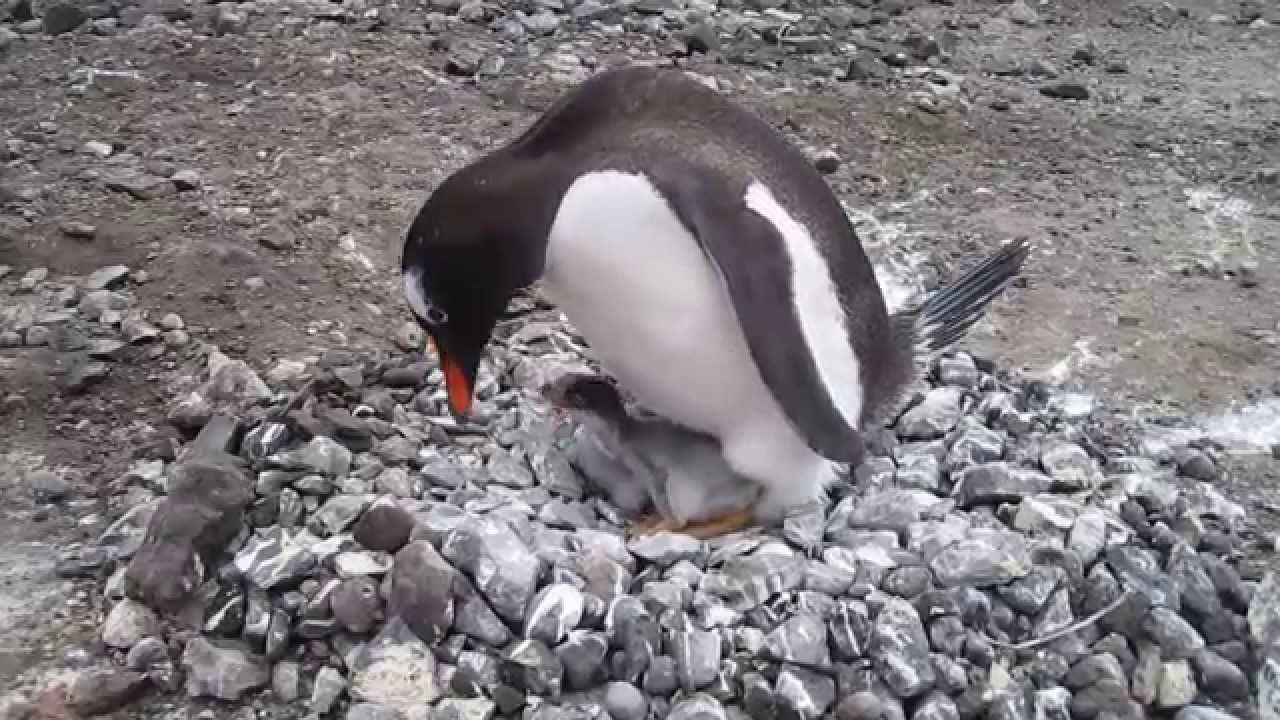 Tierno Pinguino cuidando su polluelo