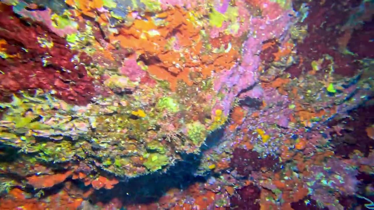 Colorful coral - video by Darrell Seale 