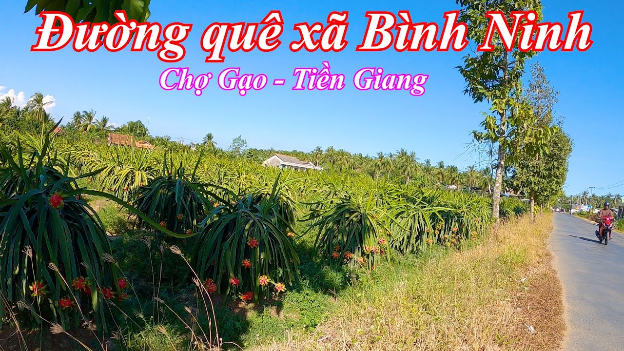 Chợ Bình Ninh – Huyện lộ 23B - Chợ Thạnh Nhựt | Chợ Gạo – Tiền Giang 30-12-2023