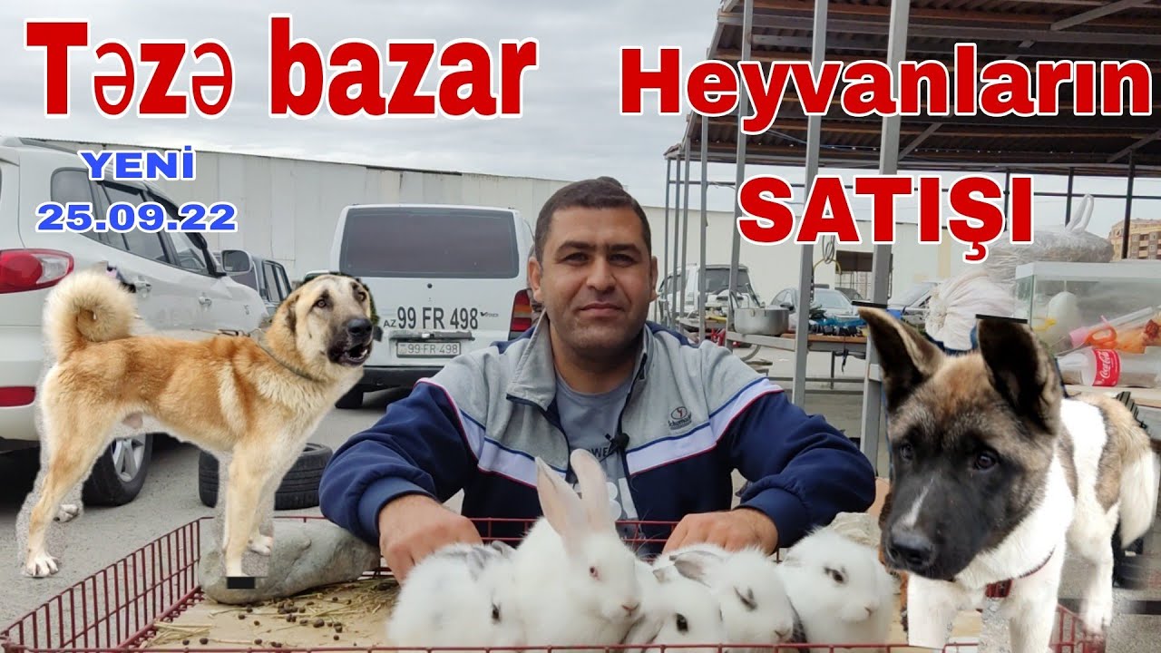 Təzə bazar itlər quşlar dovşanların satışı #təzəbazar #akita #pitbull #qurdbasar #xaski #mubarizemin