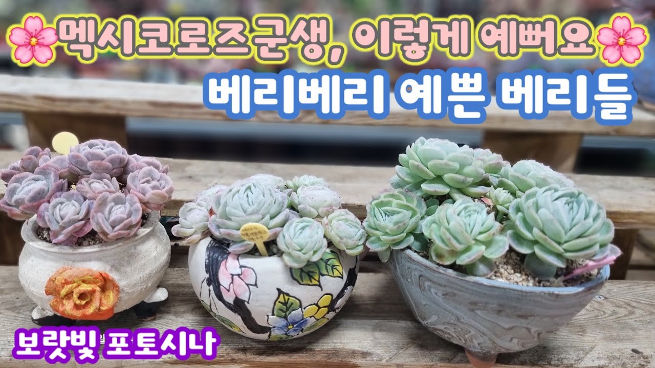 베리베리 예쁜 베리다육이 멕시코로즈 군생입니다💕 포토시나는 보랏빛감으로 물들어요~