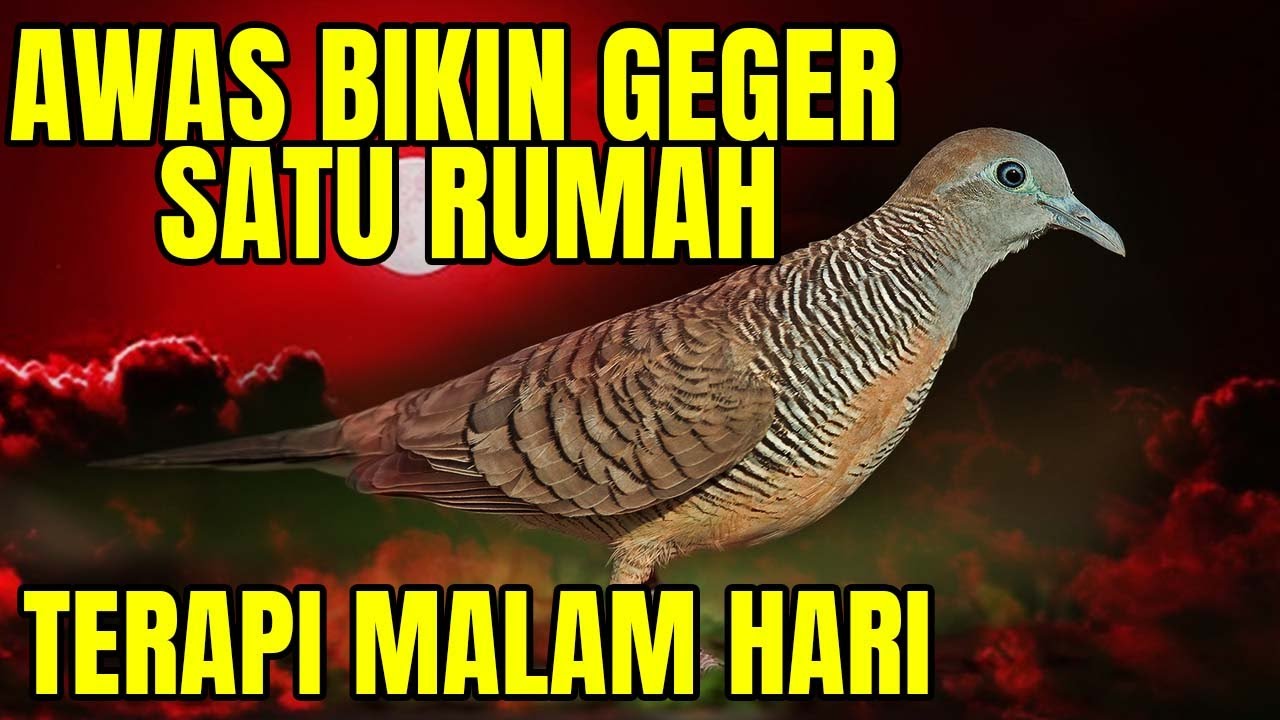 Suara perkutut LOKAL GACOR BUNYI MALAM HARI
