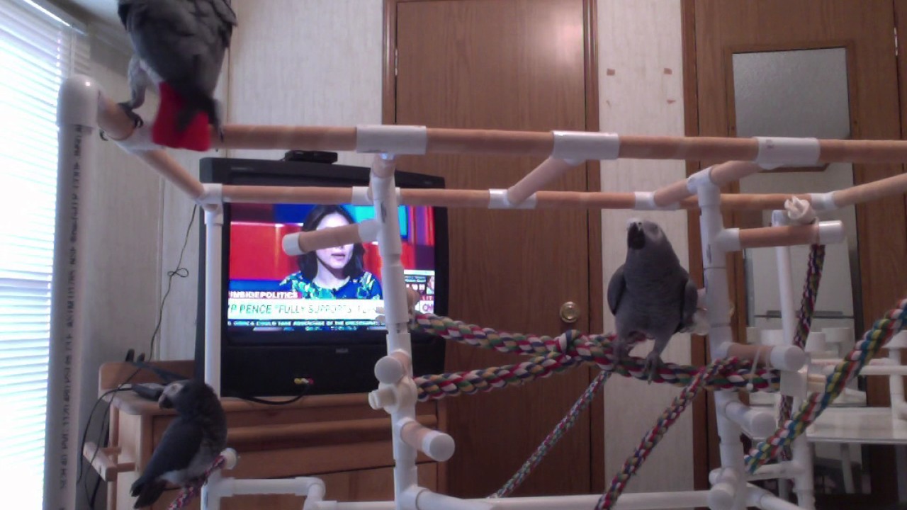 Zaz Ethel Mosley African Grey Parrots