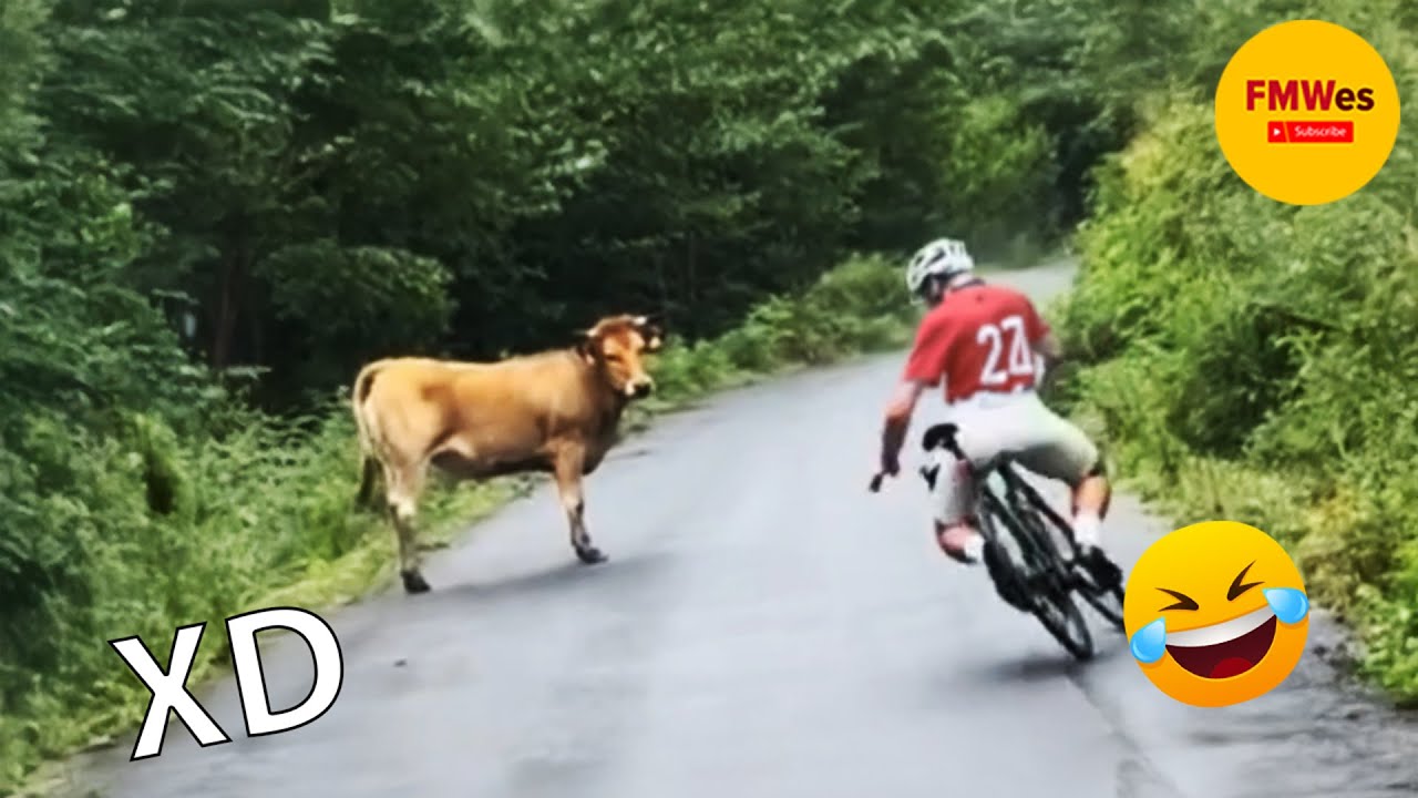 SI TE RÍES PIERDES NIVEL DIOS #551 🤣 TOP 100 VIDEOS MÁS DIVERTIDOS DE TODOS LOS TIEMPOS 😆