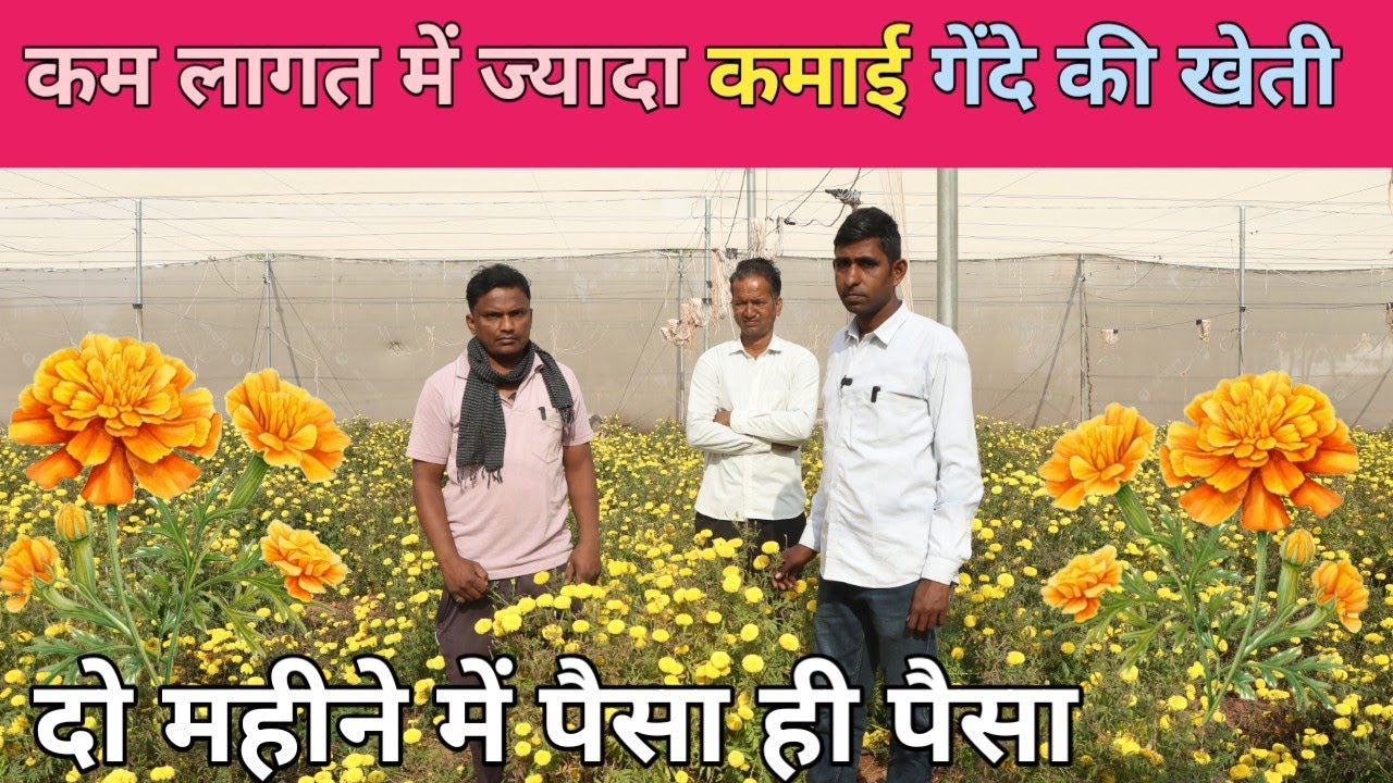 गेंदा फूल की खेती कब और कैसे करे सम्पूर्ण जानकारी !! Marigold farming in india !! Sarvan manglora