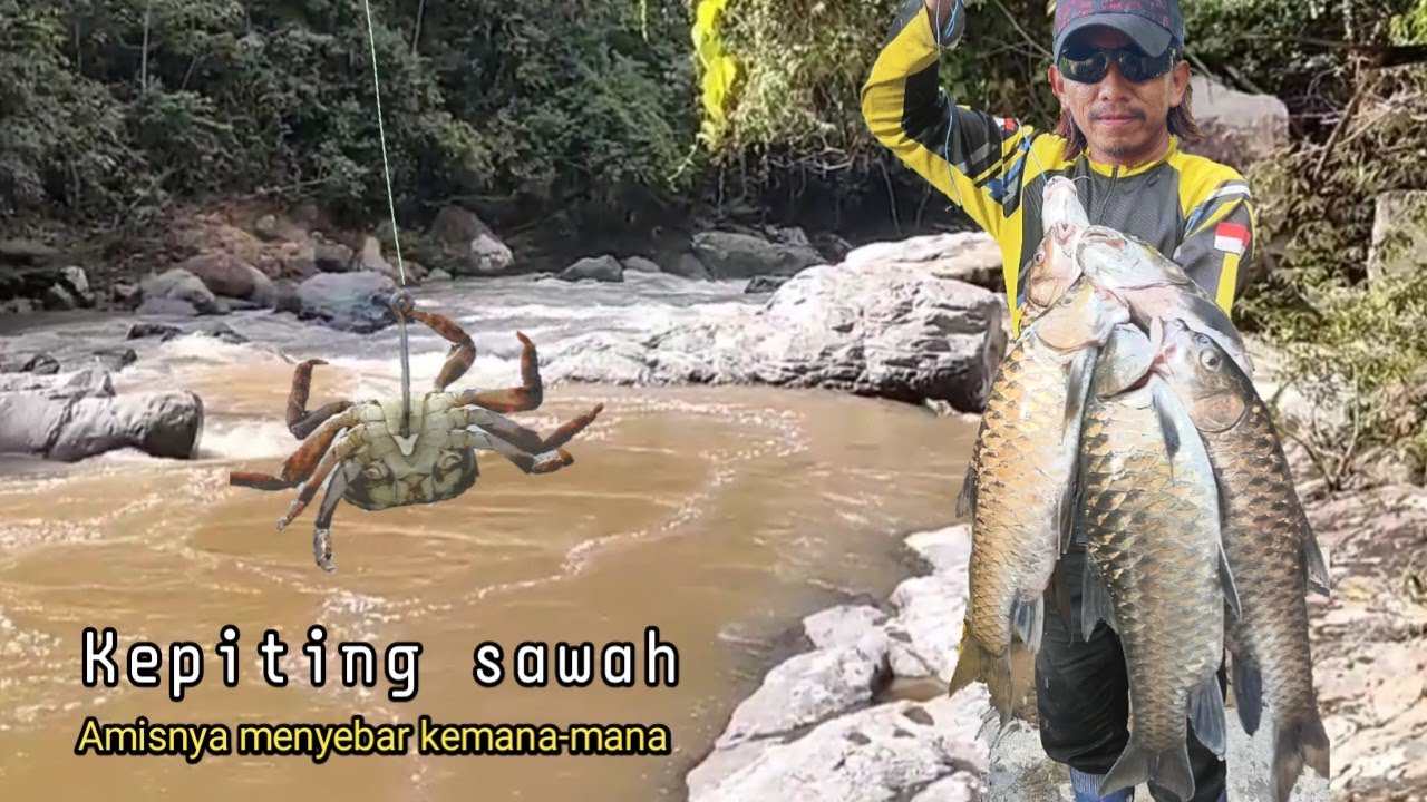 Kalau umpan ini sudah turun !! ikan mahseer babon gak bakal nokak
