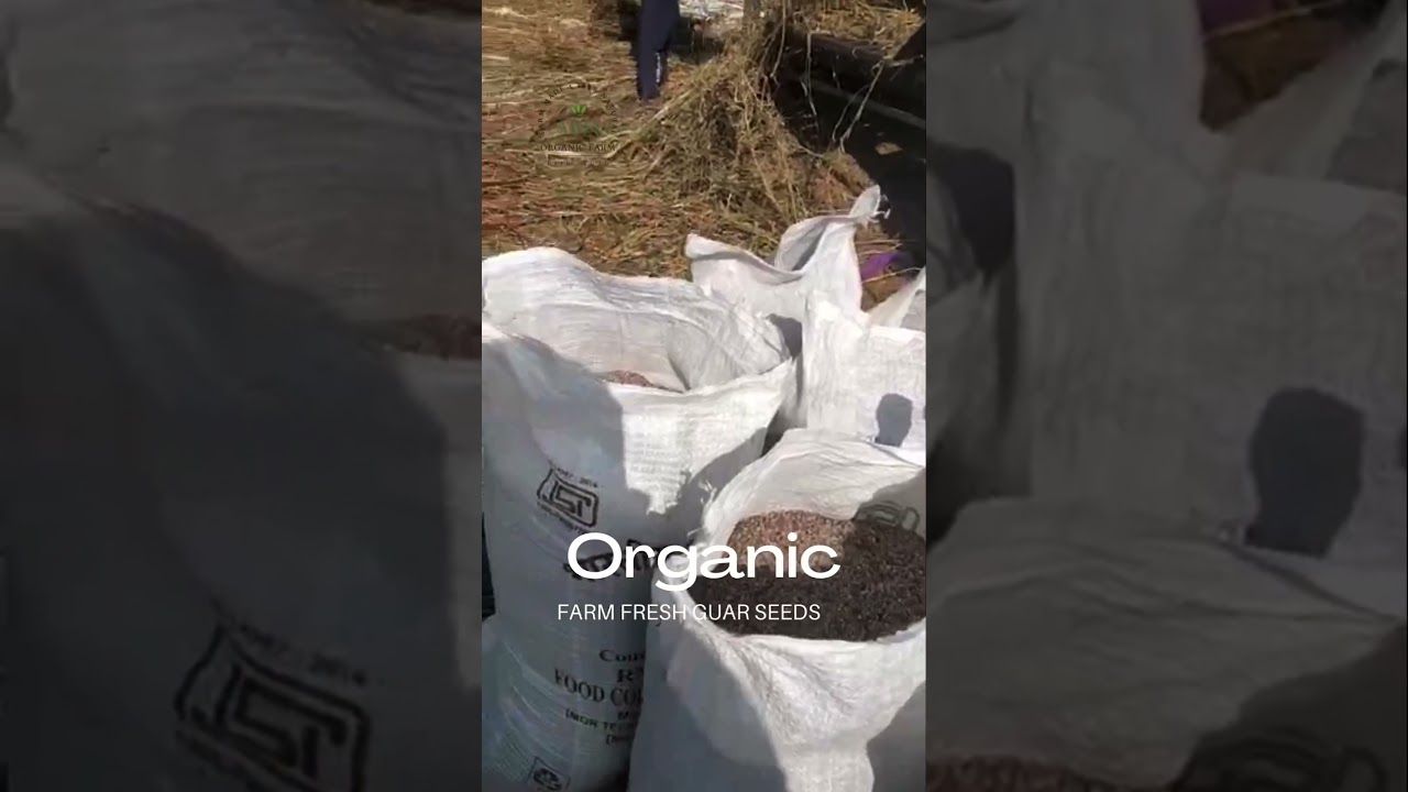 Organic Guar Seeds, harvested at Abja Organic Farm, Khatu Shyam ji, Rajasthan.