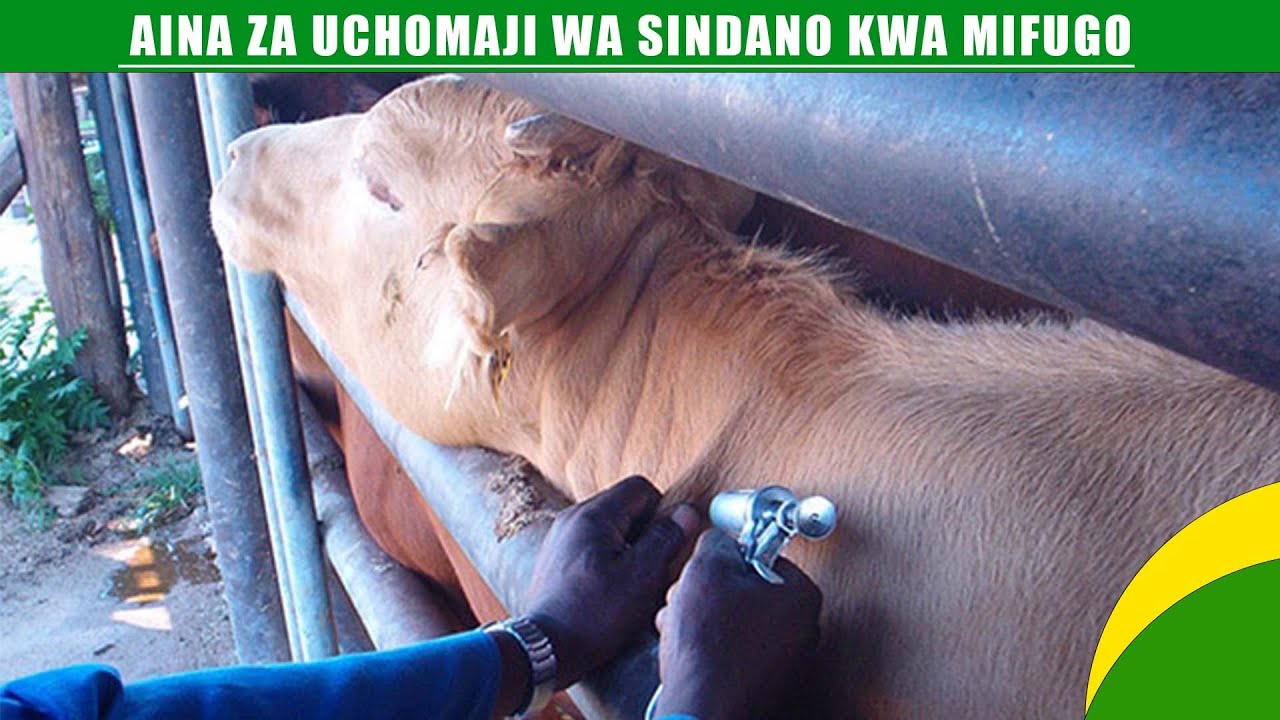 AINA ZA UCHOMAJI WA SINDANO KWA MIFUGO | #MAVUNO_TIME