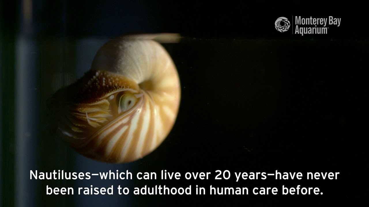 Chambered Nautilus Are Hatching At The Aquarium!