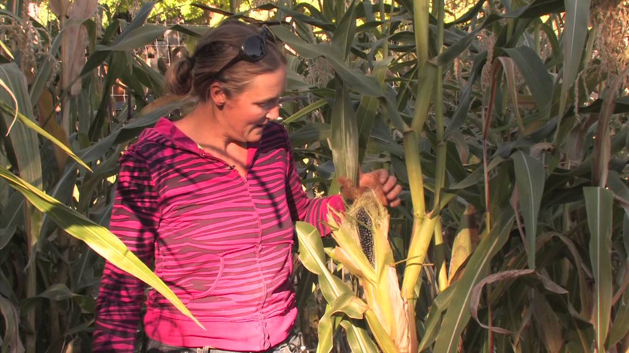 GROW THIS PLANT: Hopi Blue Corn!