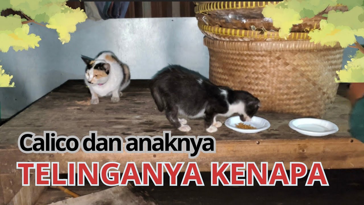KENAPA TELINGAMU POTHOL PUSH #cat #kucingliar #kucingterlantar