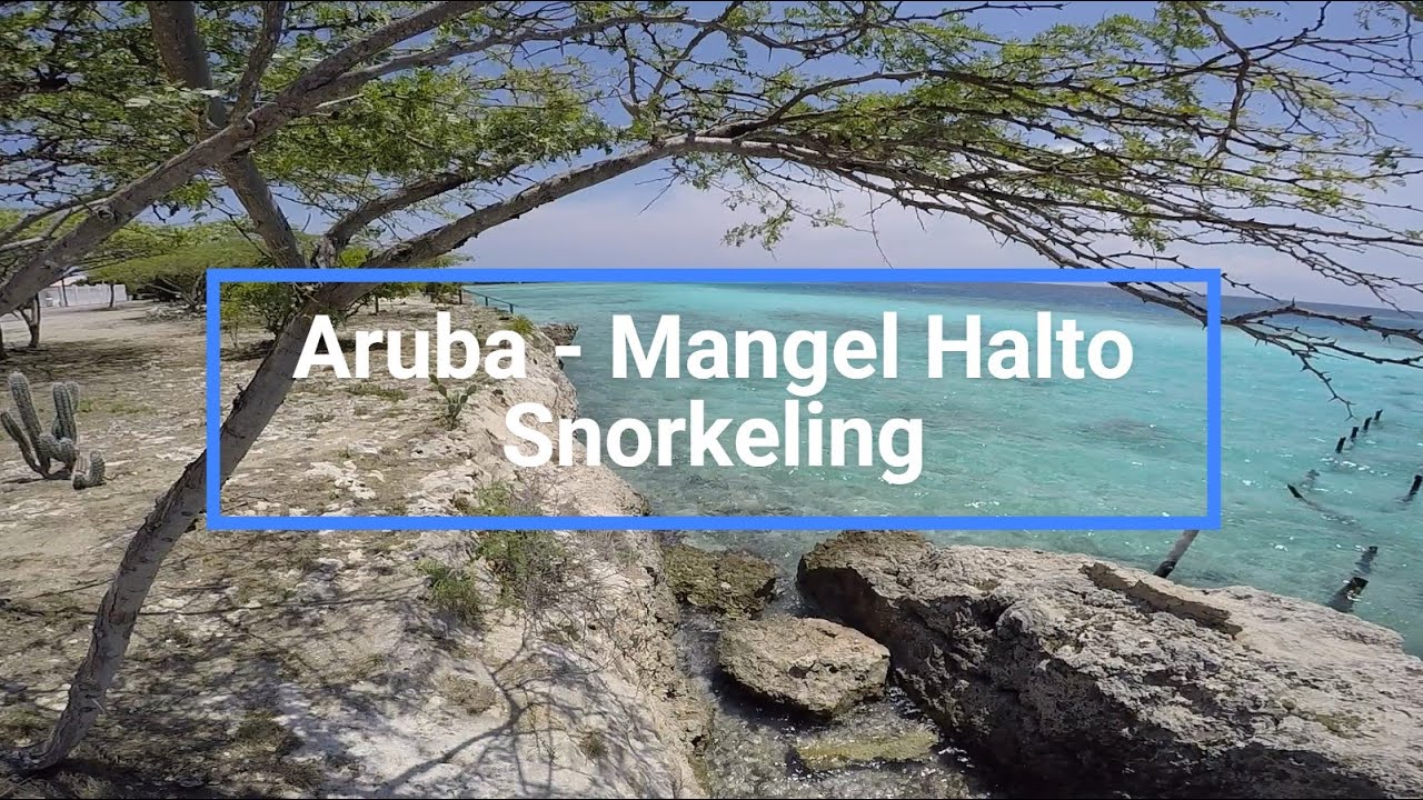 Mangel Halto Aruba Snorkeling