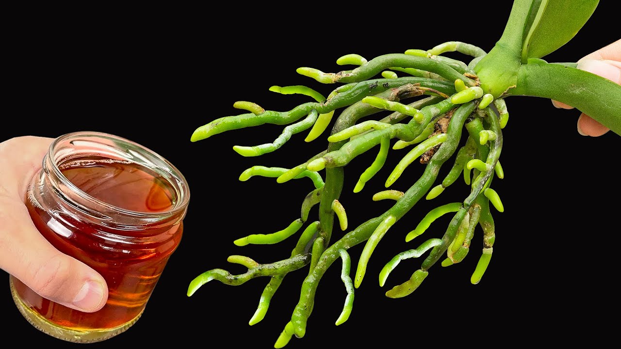 A cup of honey is 100 times stronger than garlic. A dying orchid suddenly revives 500 roots