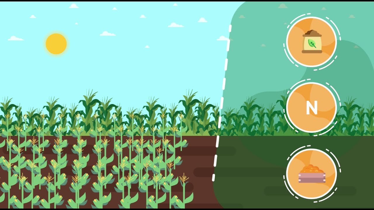 Nitrogen Research