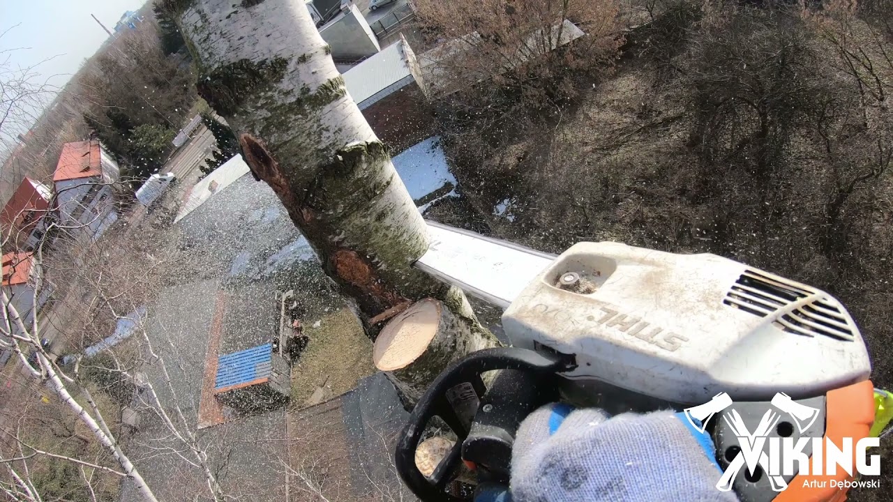 Alpinistyczna wycinka brz&oacute;z | VIKING - Alpinistyczna wycinka drzew