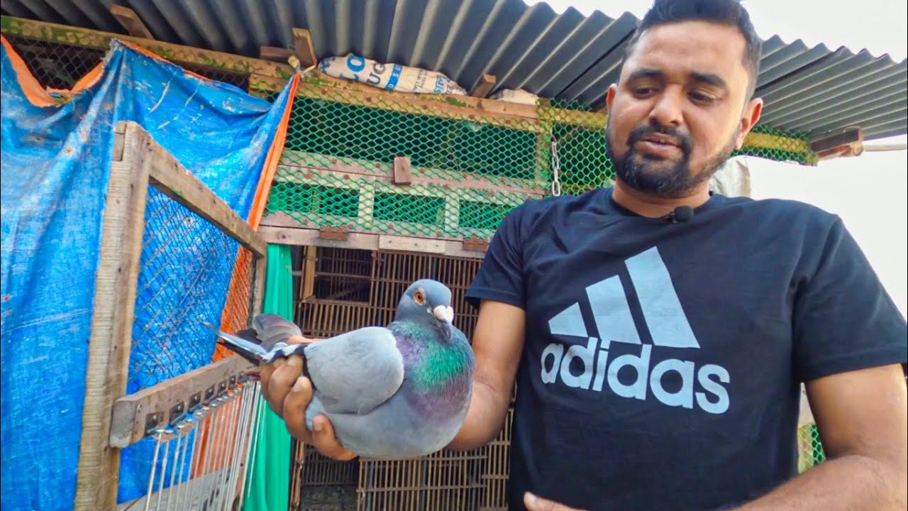 কক্সবাজার থেকে ঢাকায় ফিরে আসা রেসার কবুতর