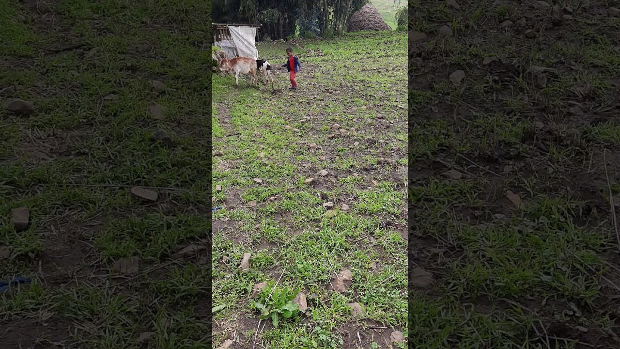 የገጠር ጣፋጭ ኑሮ