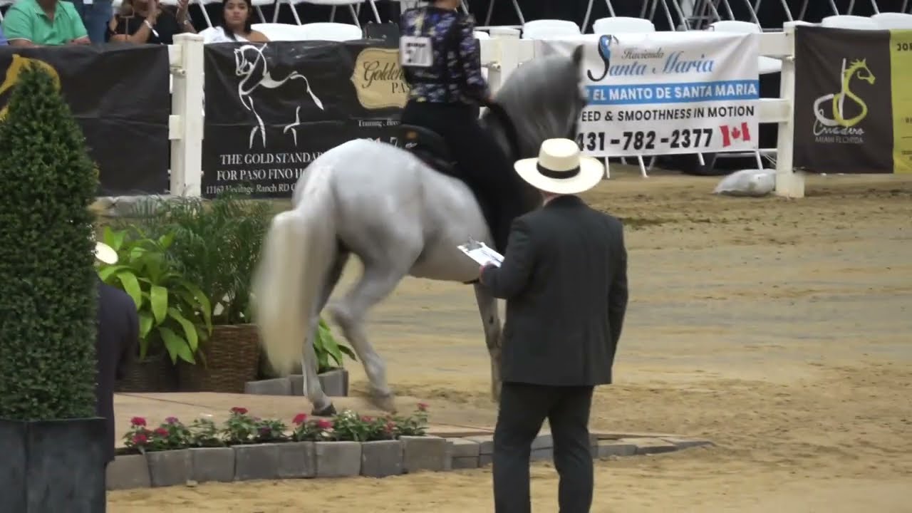 The 2022 Spectrum International Paso Fino Show