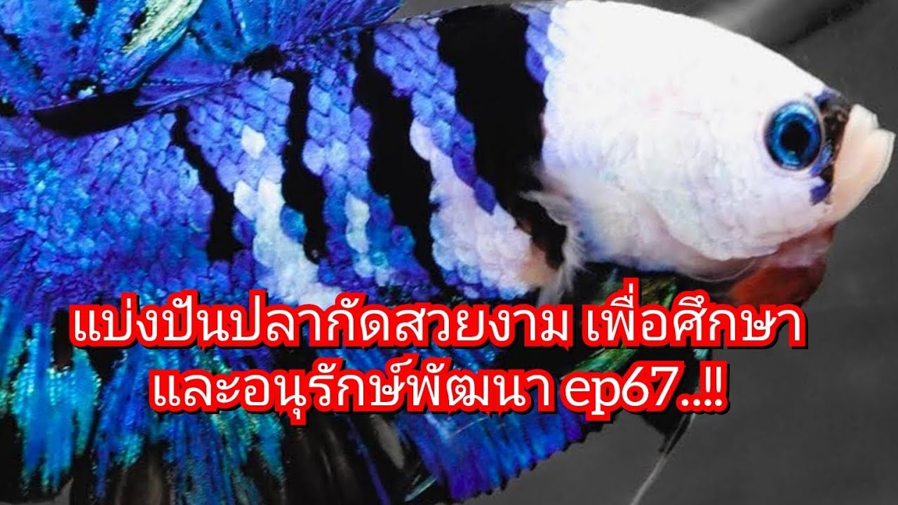 แบ่งปันปลากัดสวยงาม เพื่อศึกษาและอนุรักษ์พัฒนา ep67..!! #bettafish #เพาะปลากัด #ปลากัดสวยงาม