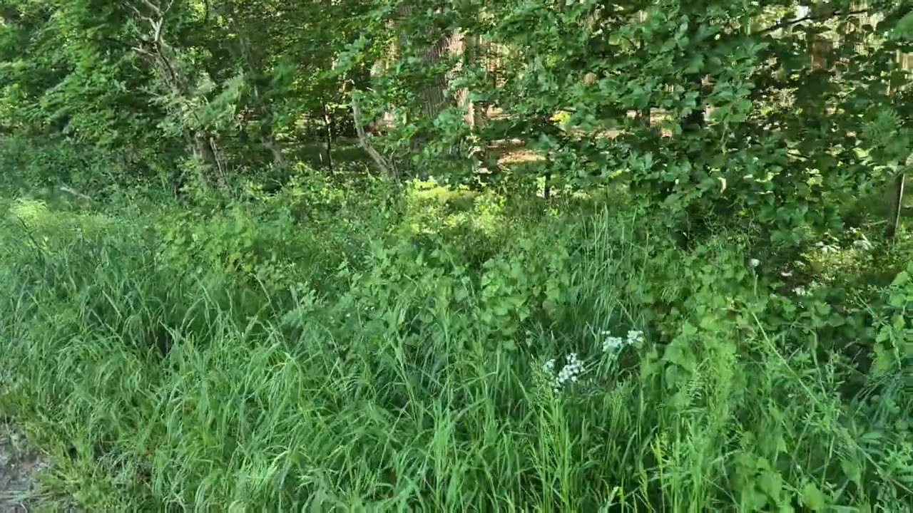 Olaf, Deutsch Drahthaar,  auf dem Weg zum Totverbeller