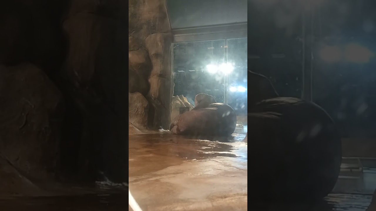 Polar adventure 