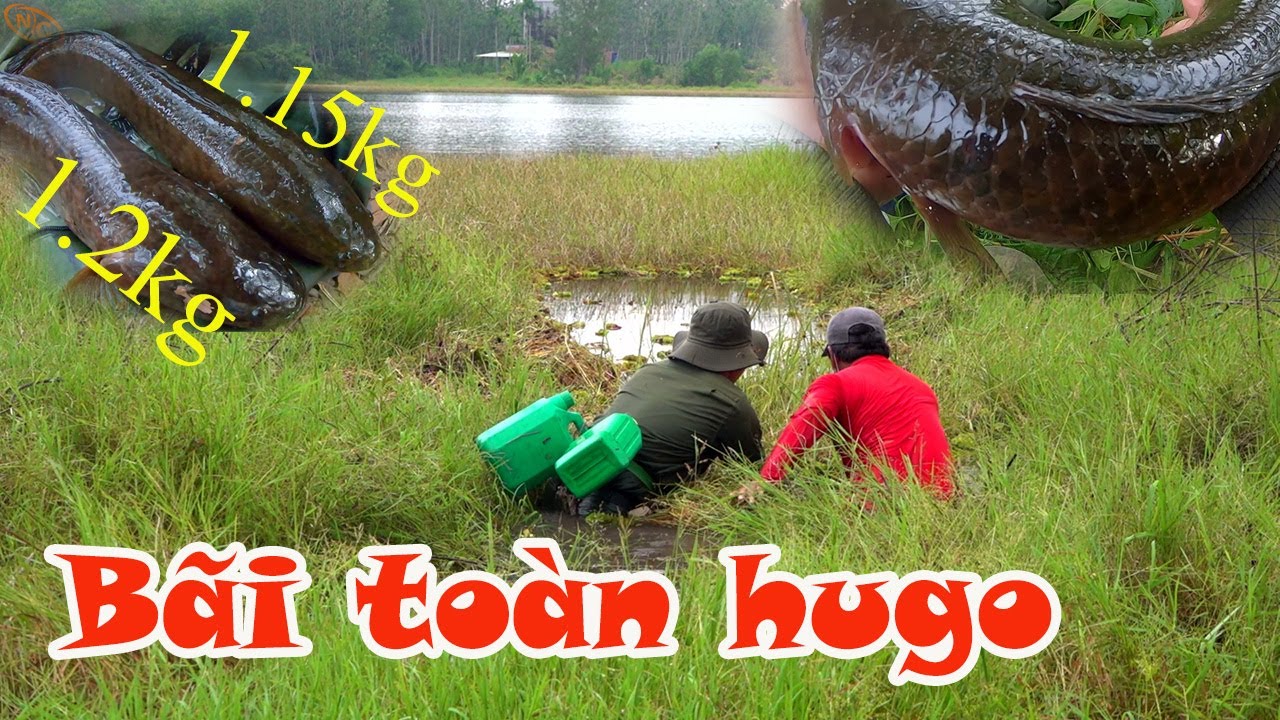 Hành trình săn cá lóc hugo tập 21