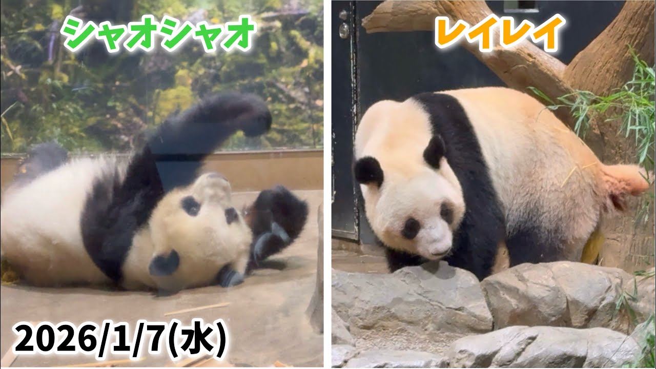 【可愛い寝返りシャオくん💤＆おトイレ🥑レイちゃん🐼】〜2026/1/7(水)上野動物園〜