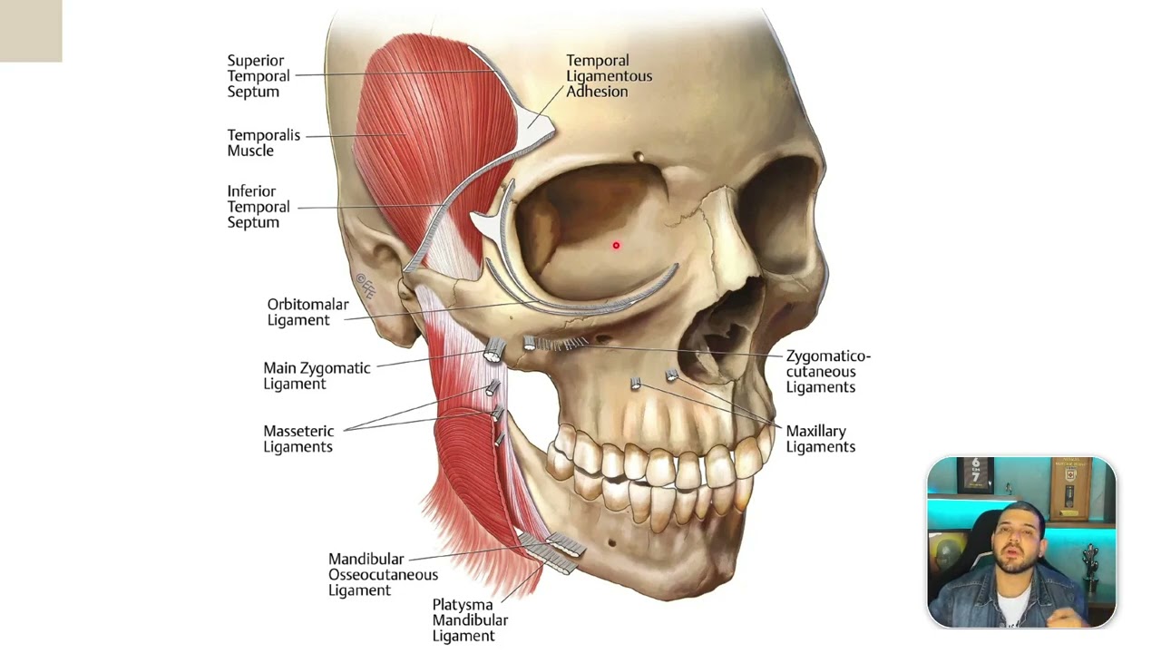 Ligamentos de retenção da face: anatomia essencial para quem trabalha com harmonização