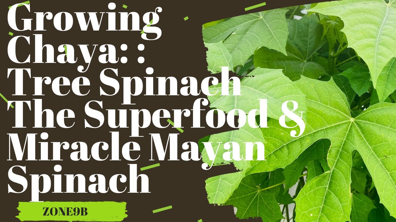 Growing Chaya Tree Spinach |The Superfood & Miracle Mayan Spinach