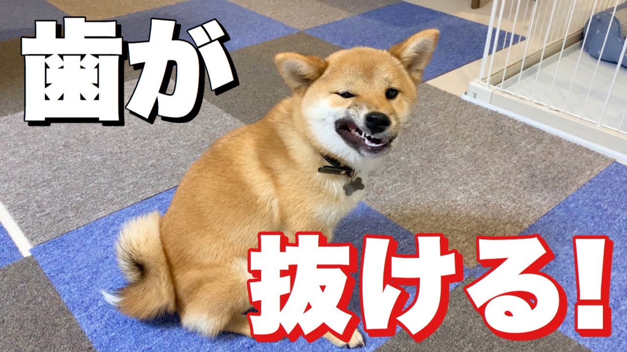 豆柴富の歯が抜けました！歯のグラグラが気になってて可愛いww