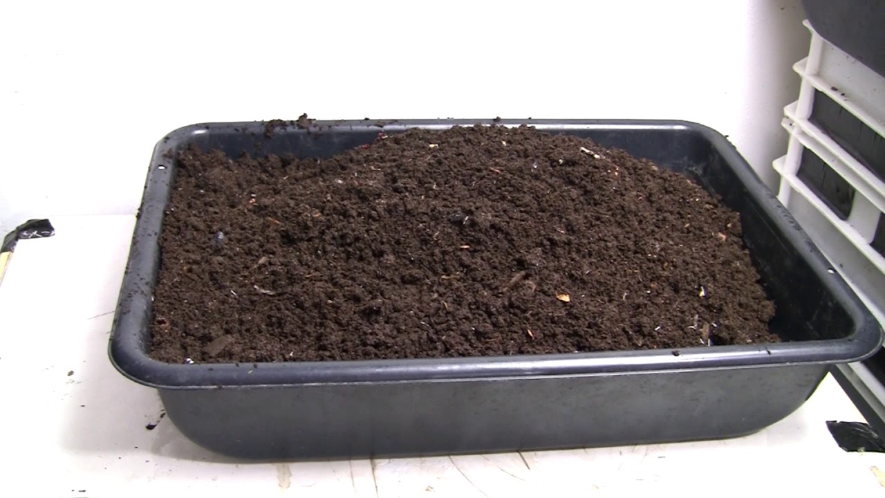 VermiBag  Ep 84  Mammoth One Harvest of 120 lbs of castings