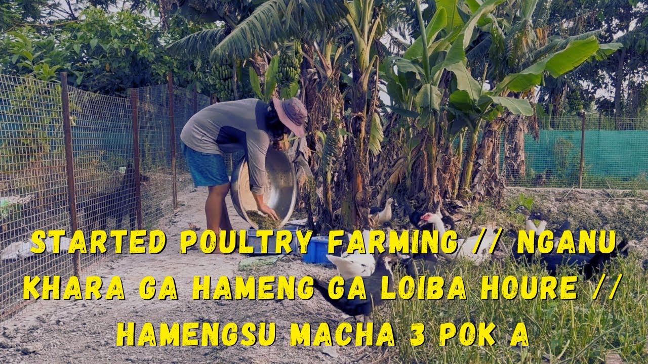 STARTED POULTRY FARMING | NGANU GA HAMENG GA LOIBA HOURE | INTEGRATED FARMING PROJECT | MANIPUR