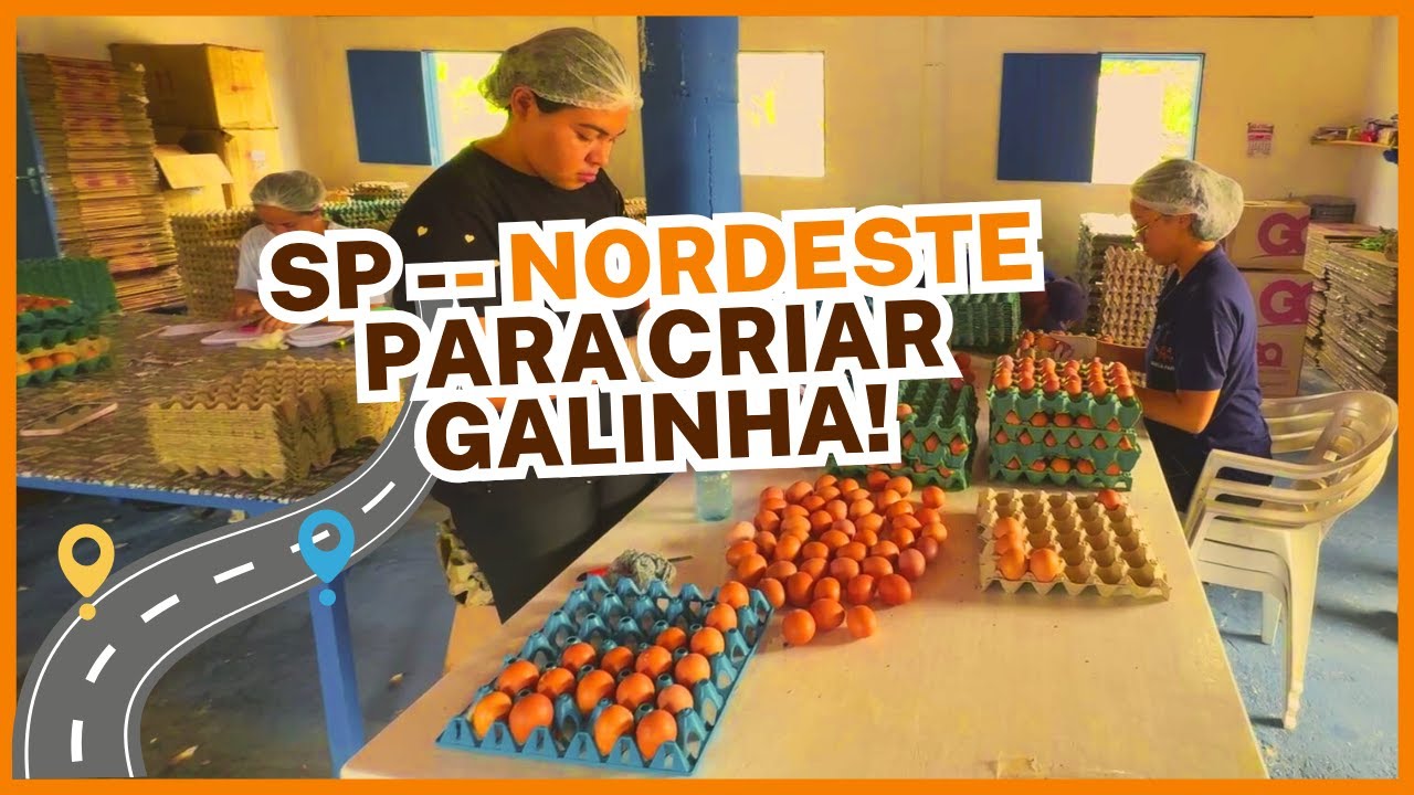 LARGAMOS SÃO PAULO para INVESTIR na CRIAÇÃO de GALINHAS POEDEIRAS no NORDESTE