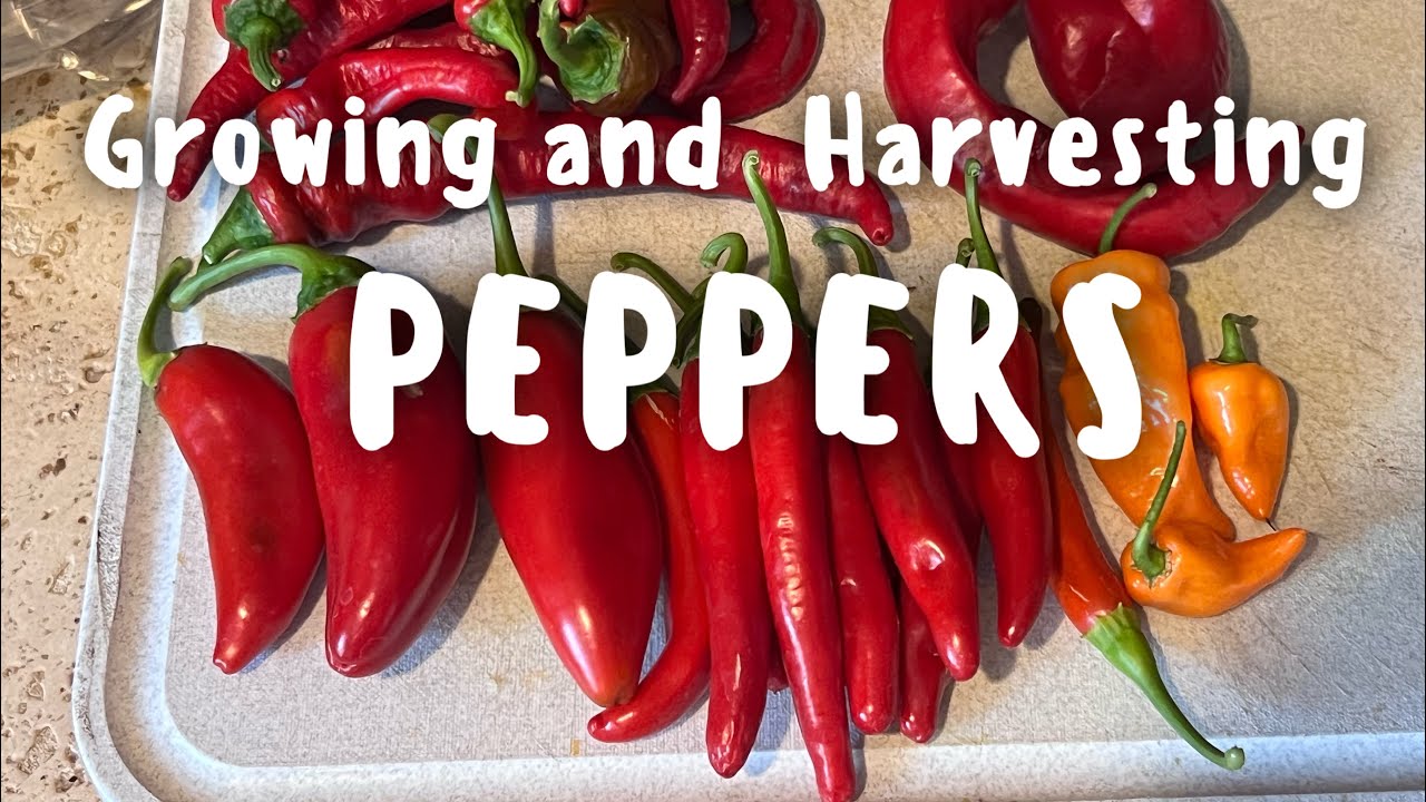 PEPPERS! Growing and Harvesting. 