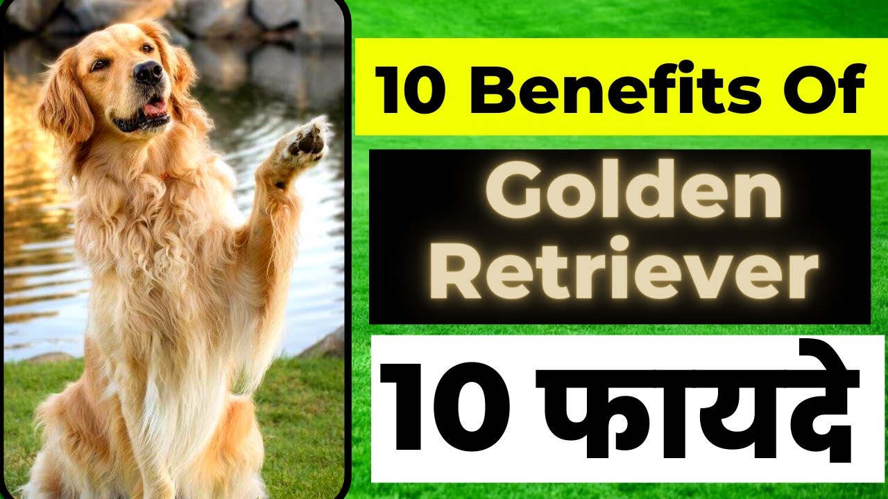 10 Benefits Of Golden Retriever | Golden Retriever के दस फायदे