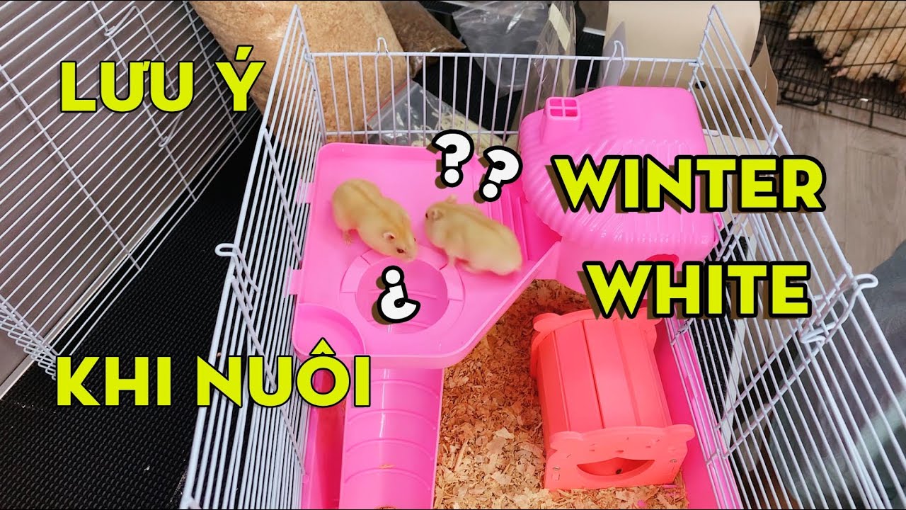 Các lưu ý khi nuôi chuột hamster Winter White