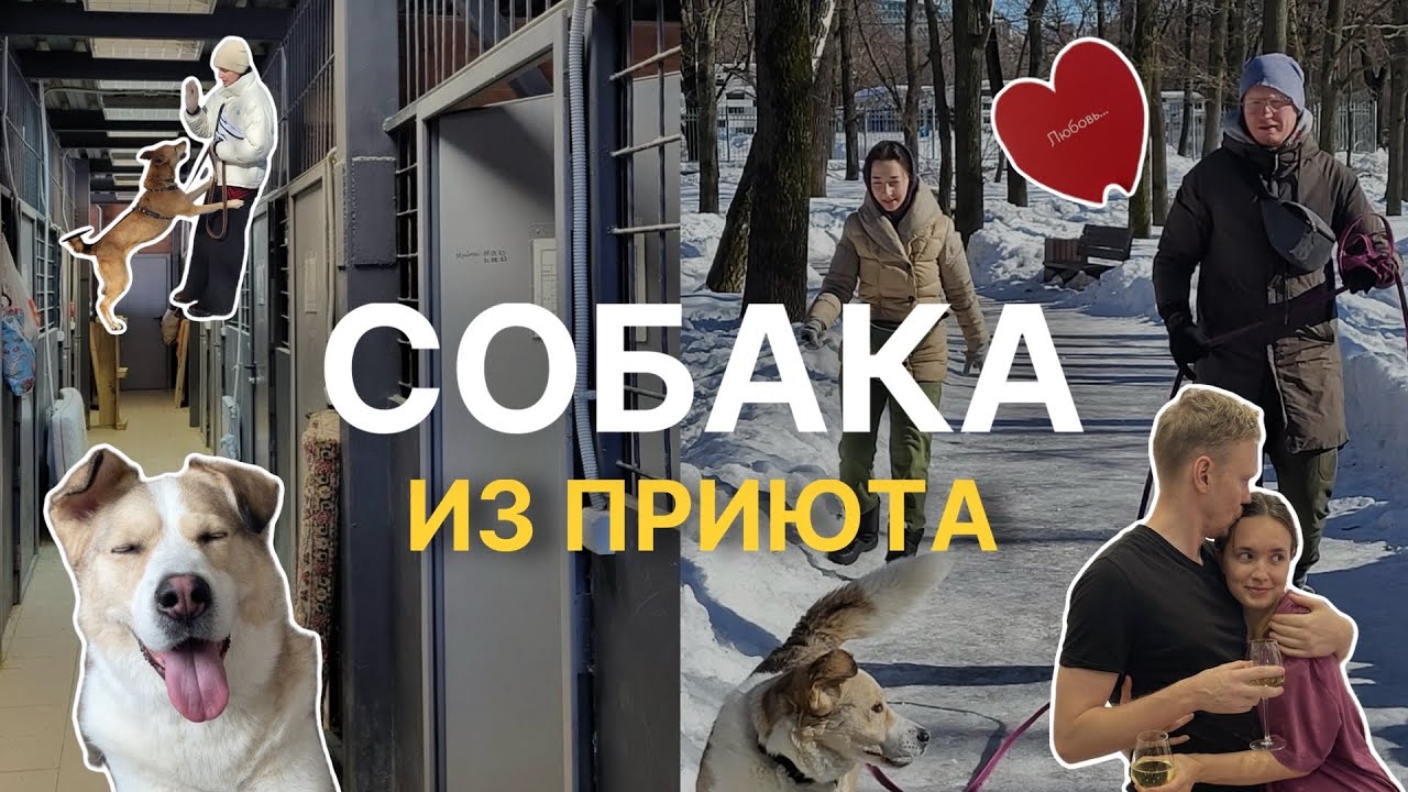 Шелби нашел Дом. Мы взяли собаку из приюта Дубовая Роща | VLOG #1