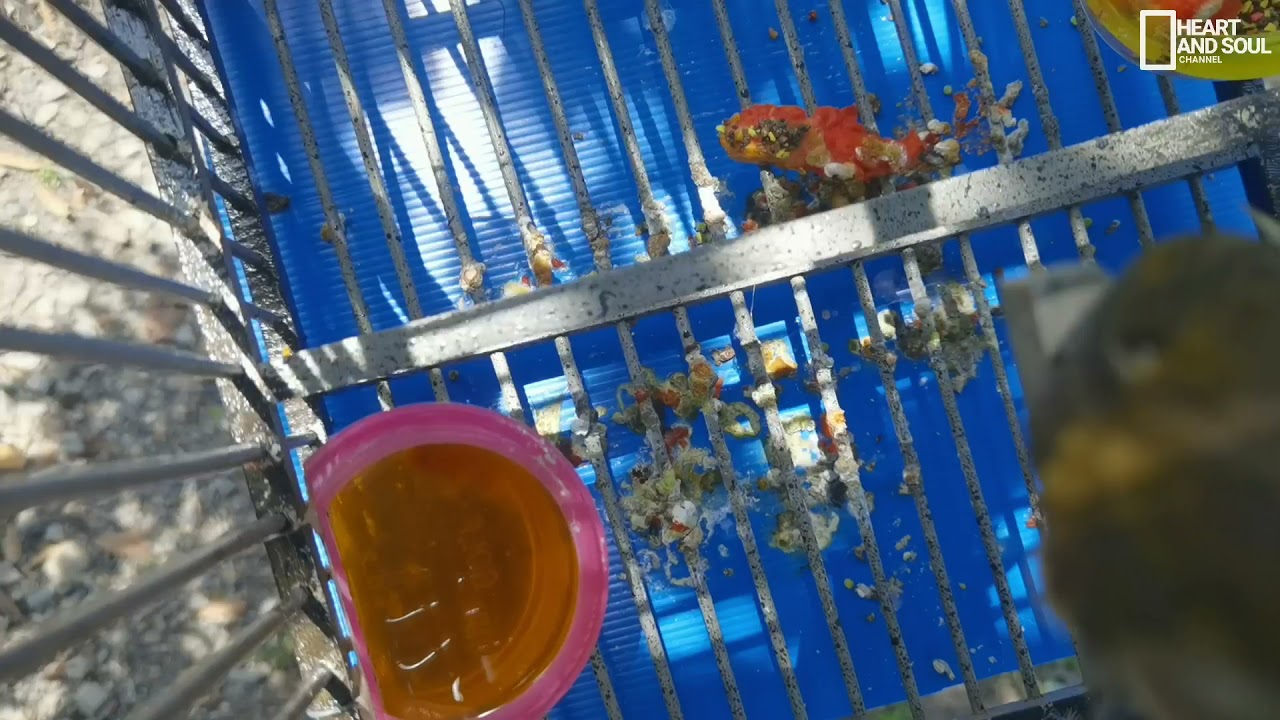 Merbah lekir - suara sesuai untuk melatih burung tidak menyahut